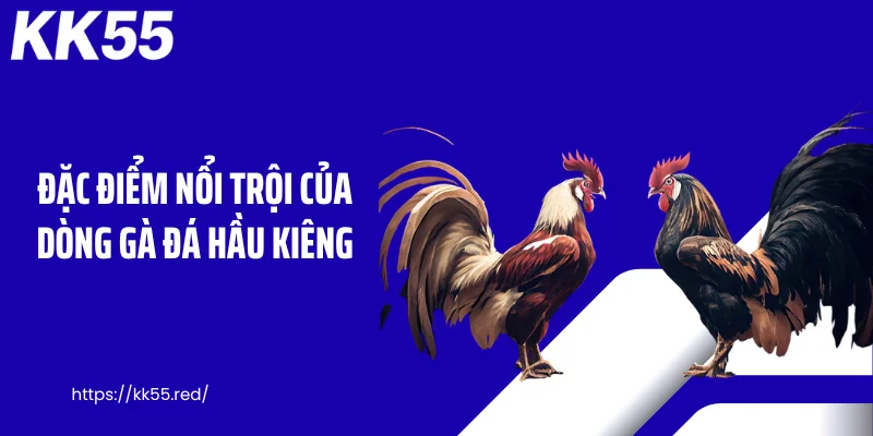Đặc điểm nổi trội của dòng gà đá hầu kiêng