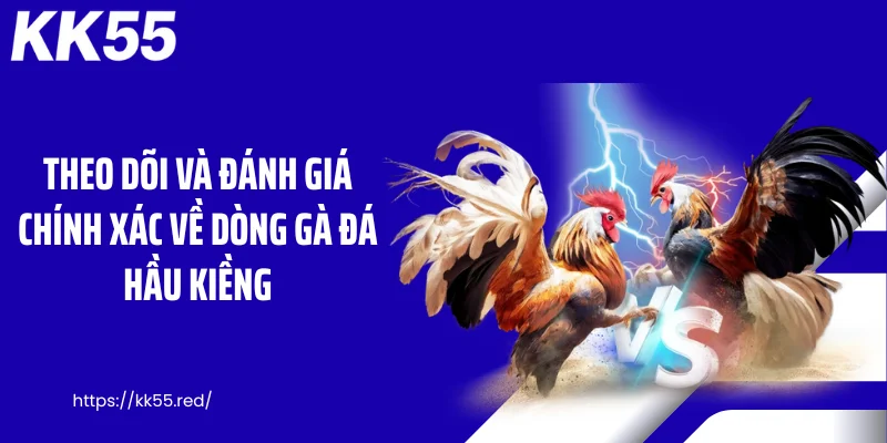 Theo dõi và đánh giá chính xác về dòng gà đá hầu kiềng